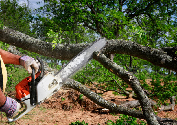 Kingsburg, CA Tree Removal Company